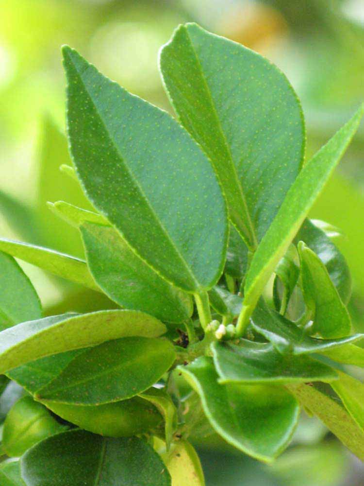            Unifoliolate leaf of  Citrus myrtifolia      (Large   Chinotto, Riverside, CA)   